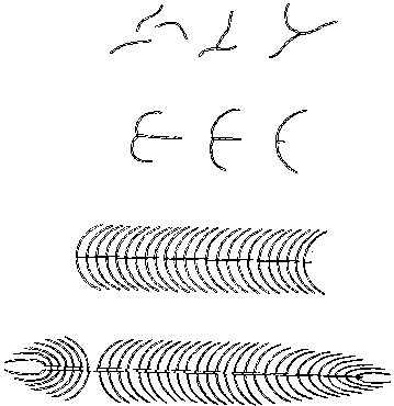 series of four drawings shows formation of axis through parabiosis