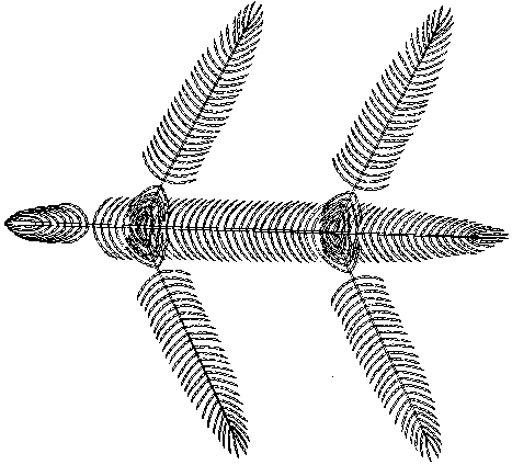 top view of protovertebrate with dorsal axial radials omitted
