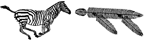 drawings of zebra and protovertebrate skeleton